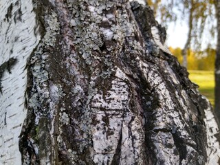 birch trunk with yellow leaves in autumn view from bottom to top