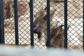 Wild goats behind the fence bars in captivity.