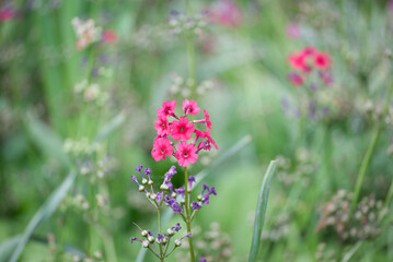 Pastel coloured flowers in a summer field