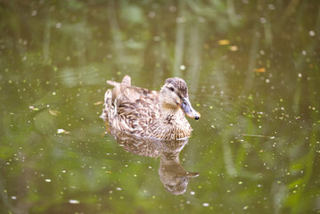 Mallard swimming in green lake