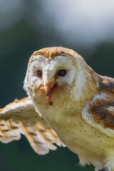 Barn Owl - most widely distributed species of owl in the world - Tyto alba