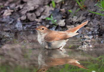 The thrush nightingale bird taking a bath, Luscinia