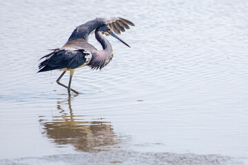 Tricolored Heron