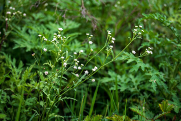 white flowers