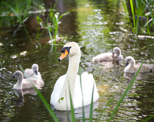 Family of swan and babies swimming in a pond