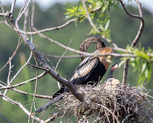 Anhinga