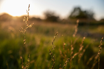 Fototapeta premium FLOWER,TREE,PLANTS,ANIMALS, LANDSCAPE, insect