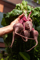 homegrown beetroot held in hand