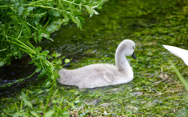 Baby swan swimming in river