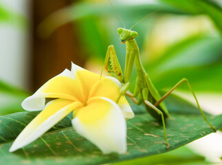 Praying mantis in yellow lily flower  - obrazy, fototapety, plakaty