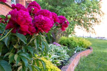 Fototapeta na wymiar Lush burgundy peonies among other perennials in a flower bed.. Perennial flowers, landscape design.