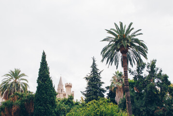 Fototapeta na wymiar Exotic tree, palm trees against the background of the ancient tower, Palma de Mallorca, Spain.