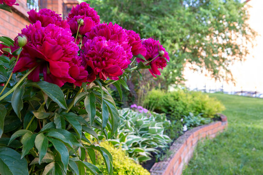 Lush burgundy peonies among other perennials in a flower bed.. Perennial flowers, landscape design.