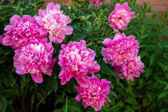 Lush pink peonies blooming in a flower bed. Perennial flowers, landscape design.