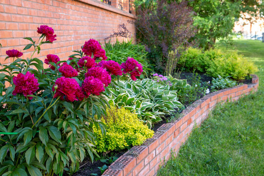 Lush burgundy peonies among other perennials in a flower bed.. Perennial flowers, landscape design.
