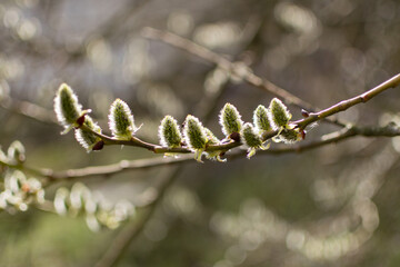 Branch of a blossoming pussy willow in the early spring