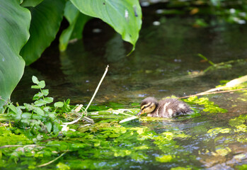 Little duckling swimming in summer pond