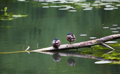 Mallards relaxing by green summer lake