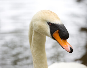Swan on the lake, close up macro