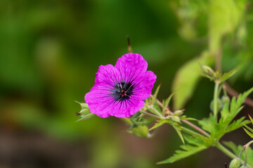 Storchschnabel, geraniaceae, Bl&uuml;te in kr&auml;ftigem lila Pink