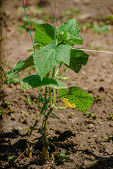 Young green cucumber shoots in the open ground.  Growing vegetables. Small-scale commercial vegetable growing