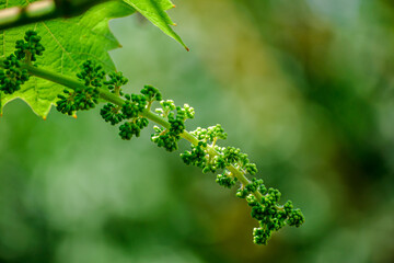 A young brush of unripe grapes in close-up on a green blurred background