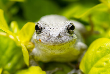 red eyed gray tree frog
