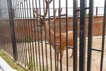 A deer in captivity in a cage.