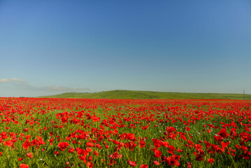 poppy fields against the backdrop of mountains and blue sky