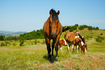 Fototapeta premium brown horse on a green meadow against the blue sky.