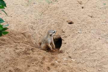 The meerkat animal hides in a sand hole.