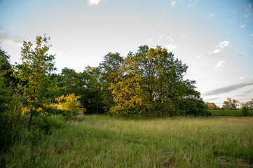 FLOWER,TREE,PLANTS,ANIMALS, LANDSCAPE