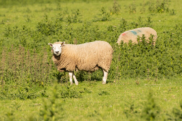 A sheep pauses from grazing in a field of lush green grass to look at the camera in South Wales. This woolly creature is found by hikers on public paths but is a farmed animal