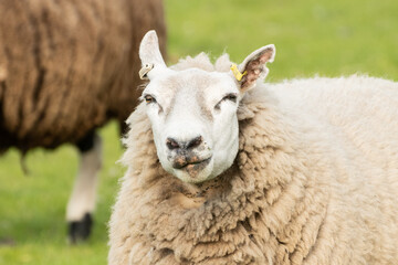 A closeup shot of a sheep grazing in a field of lush green grass in South Wales. This woolly...