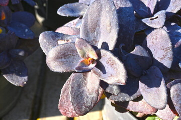 violet leaves pattern,