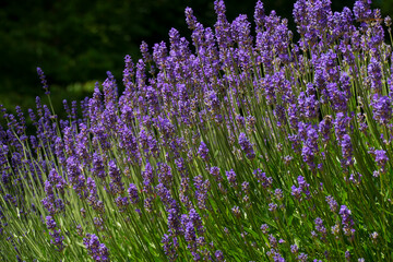 Lavendel Feld mit Lila Blüten in der Provence
