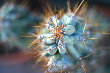 Overhead macro thorn cactus 