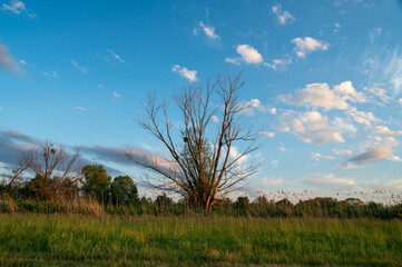 Obraz premium FLOWER,TREE,PLANTS,ANIMALS, LANDSCAPE