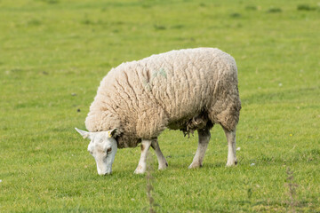 Obraz na płótnie Canvas A lone sheep grazes in a field of lush green grass in South Wales. This woolly creature is found by hikers on public paths but is a farmed animal