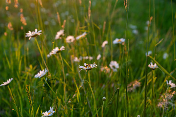 FLOWER,TREE,PLANTS,ANIMALS, LANDSCAPE