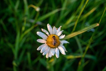 Fototapeta premium FLOWER,TREE,PLANTS,ANIMALS, LANDSCAPE