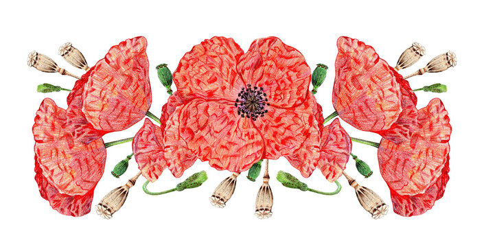 Bouquet of red poppy flowers. Border of field plants in bloom. Flower bud, dry head with seeds. Hand drawn watercolor colored pencils illustration isolated on white background.