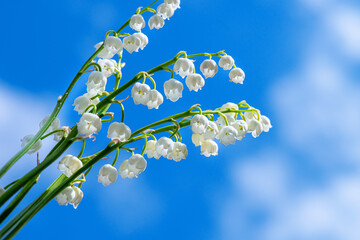 Stems with bells of lilies of valley on sunny day against cloudy blue sky. Lily of valley flowers...