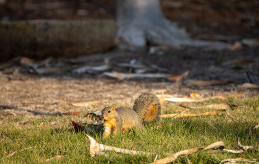 A fox squirrel foraging in the grass in California.