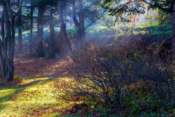 Autumn forest. Beautiful lawn under the shade of trees in the early morning.