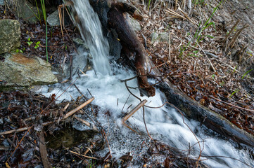 FLOWER,TREE,PLANTS,ANIMALS, LANDSCAPE