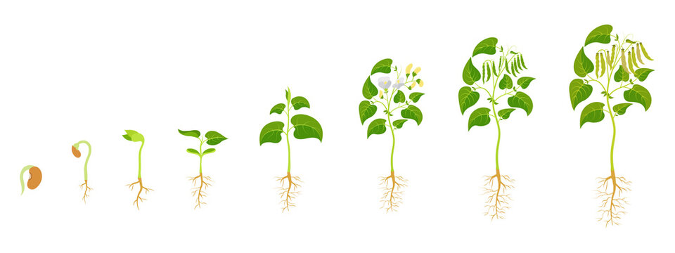 Stages growthf green beans. Legume development infographic.