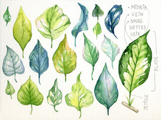 Watercolor leaves collection. Different foliage. Botanical set. 