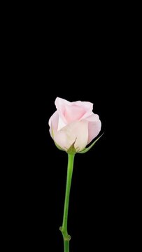 Time lapse of opening pink Sweet Akito rose with ALPHA transparency channel isolated on black background, vertical orientation