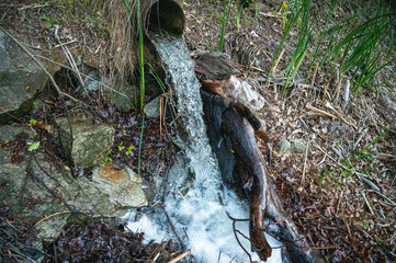 FLOWER,TREE,PLANTS,ANIMALS, LANDSCAPE